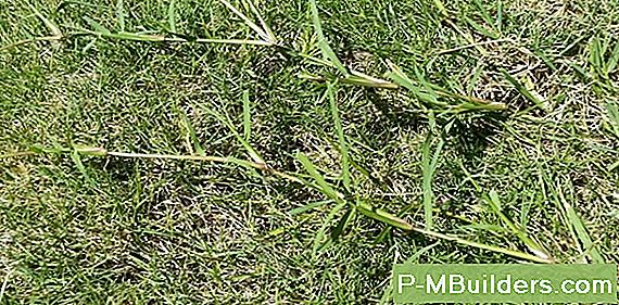 How To Remove Quack Grass