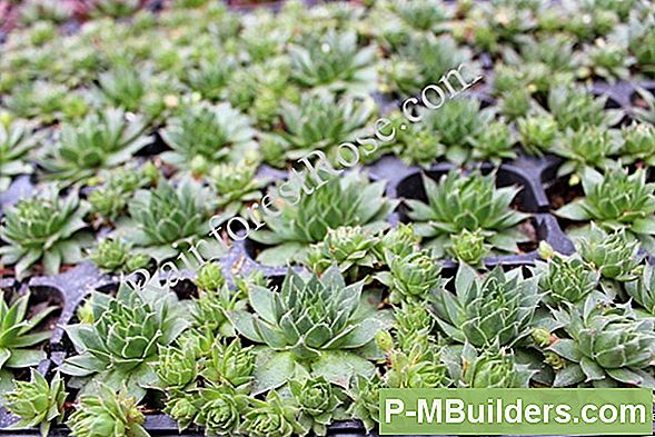 Kuidas Istuta Dekoratiivtaimede Grass