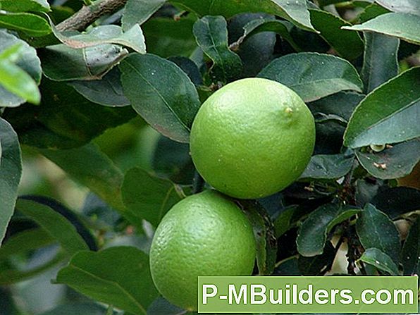 Key Lime Trees (Citrus Aurantifolia): Warum Ist Es Wichtig Zu Beschneiden