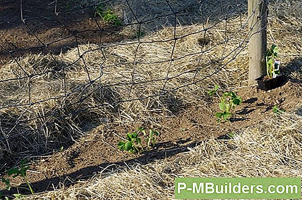 Mulch: Weed Prevention Made Easy