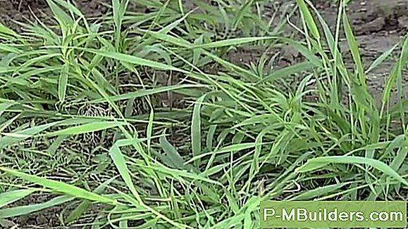 Quackgrass Vs Crabgrass