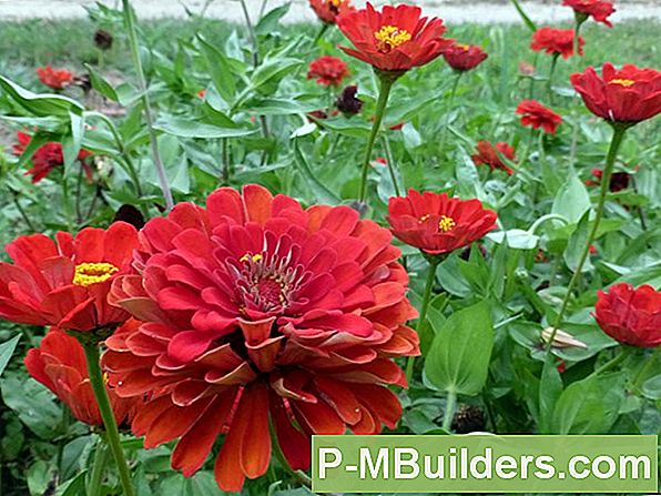 Suvi Aastased Lilled: Zinnia, Magus Hernes Ja Palju Muud