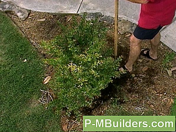 Siirdamine Juniper Plant 5 Sammuga