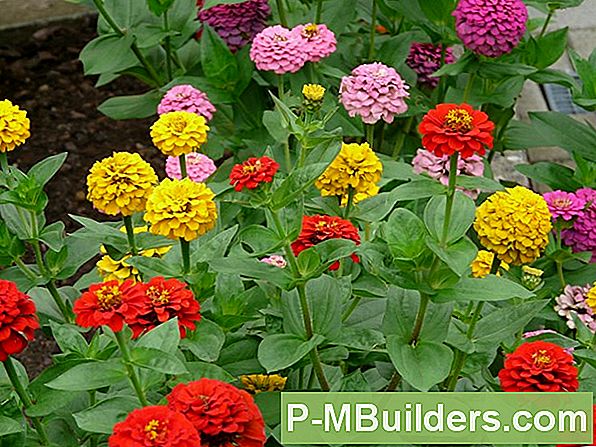 Transplanting A Zinnia