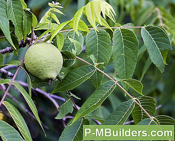 Walnut Tree Growing Tips