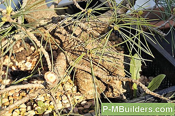 Bonsai Puu Stiilid, Mida Saab Kodus Kasvatada