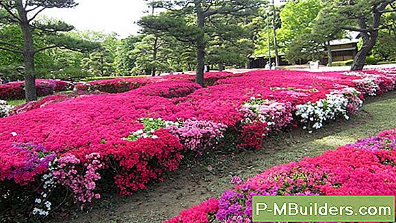 Asalead Vs Rododendronid