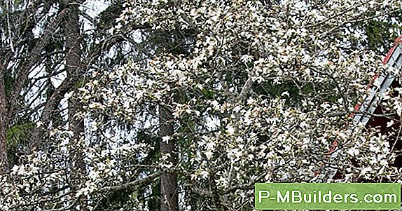 Magnolia Puu Hooldamine