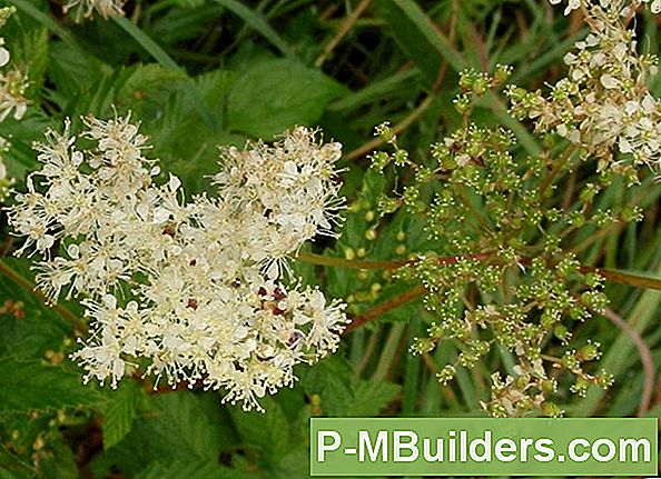 Spirea Transplantationstips