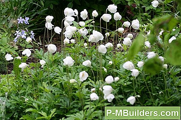 Kurk Lilled: Teadmine, Millal Riputada