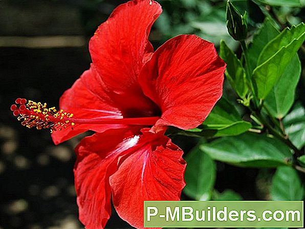 Hibiscus Flower: Kahjurite Ja Haiguste Ravimine