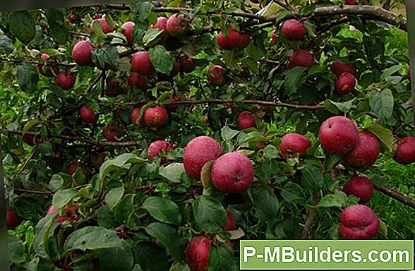 Kuidas Istutada Young Cherry Tree
