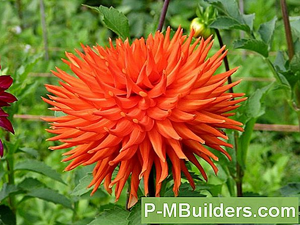 Dahlia Paljundamine