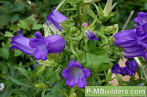 Epiphyllumi Paljundamine
