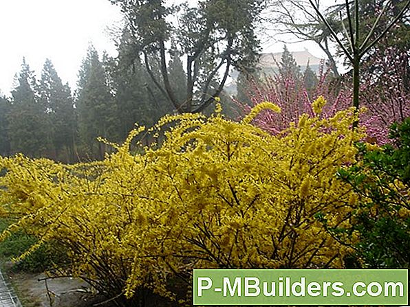 Forsythia Paljundamine
