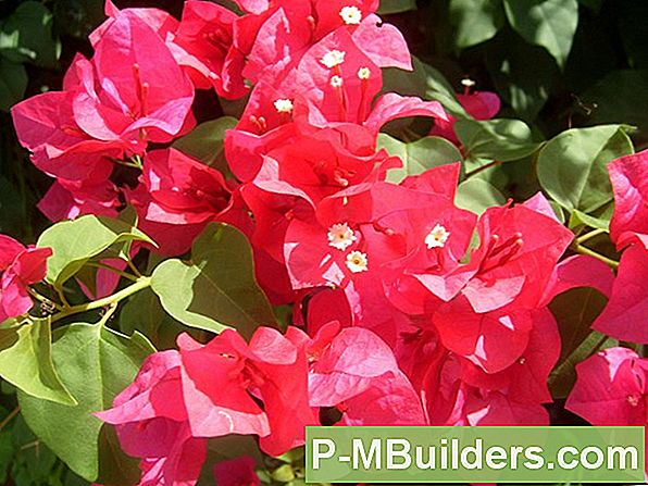 Bougainvillea Kasvamine Seemnetest