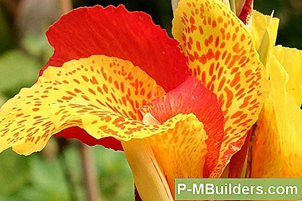 Canna Lily Pruning Tips