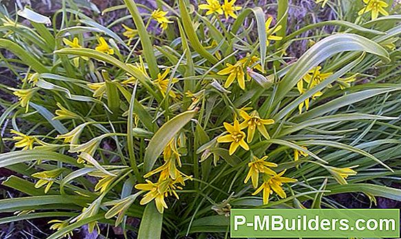 Iiris: Kasvatamine Konteineris