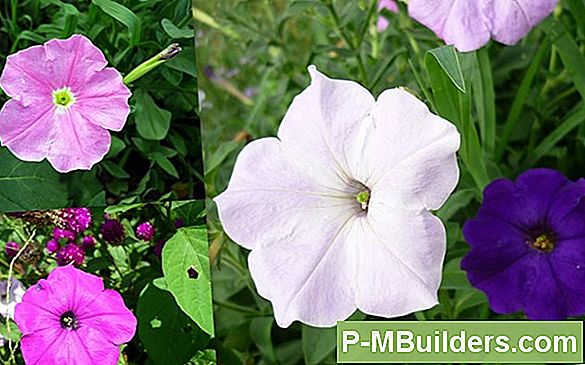 Multiflora Petunia Kasvav Vs Grandiflora Petunias