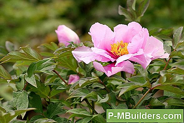 Peony Flowers: Teades Kõiki Erinevaid Värve