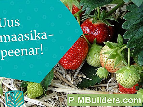 Kasvatada Iga Teie Lapsega Puu