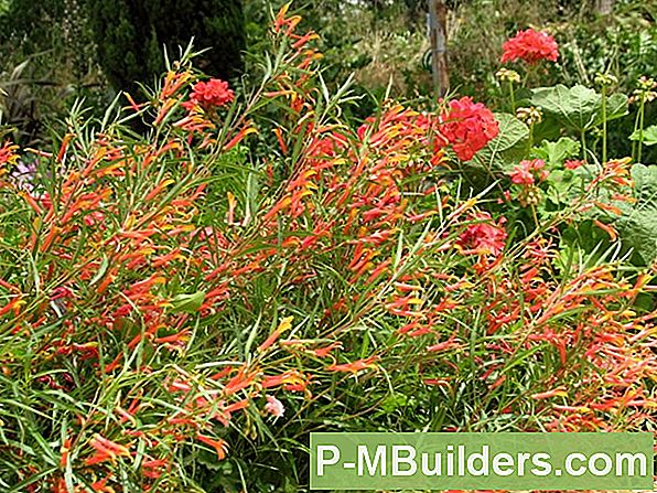 Lobelia Seemnete Käivitamine Siseruumides