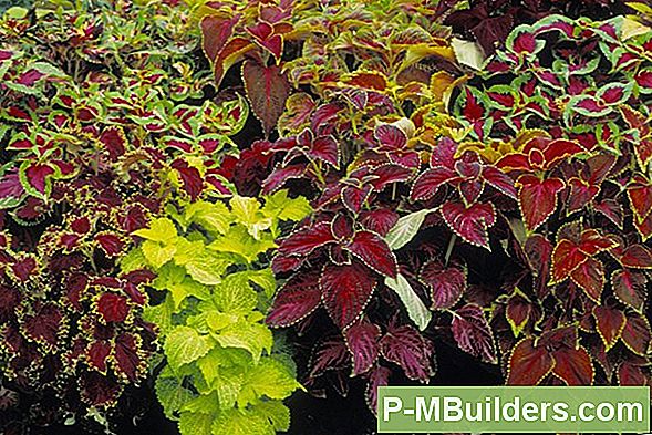 Coleus Istutamine Konteineris