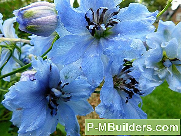 Blue Delphinium Värvi Säilitamine Õitsemine