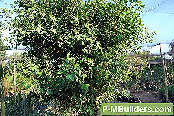 Foxtail Palm Haiguste Ennetamine