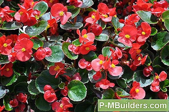 Ploomi Ja Propagate Angel Wing Begonia Seemikud