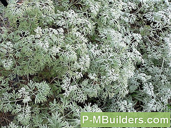 Artemisia Pügamine