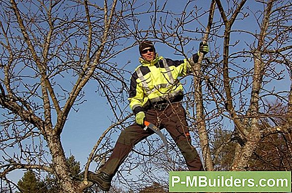 PĂĽgamine Viigipuu: 3 Tips