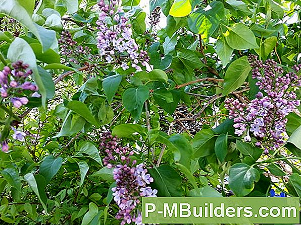 Redbud Puu Pügamine