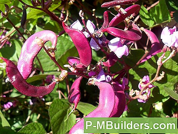 Hyacinth Bean Seedide Alustamine