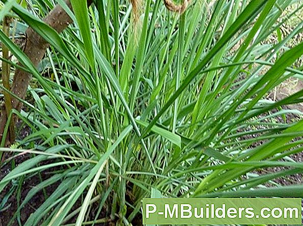 Citronella Õli Kasutamine Putukatõrjevahendina