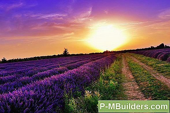 Lavendel, Et Taastuda Sääsed