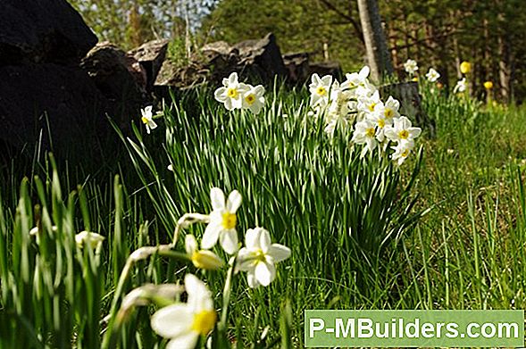 Keldri Müüri Parandamine: Pragude Kinnitamine