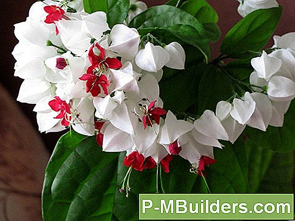 Dushi Ümberehitamise Juhend - Kardinapuu Paigaldamine