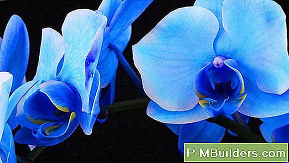 The Blue Orchid: En Sällsynt Och Färgglada Challenge