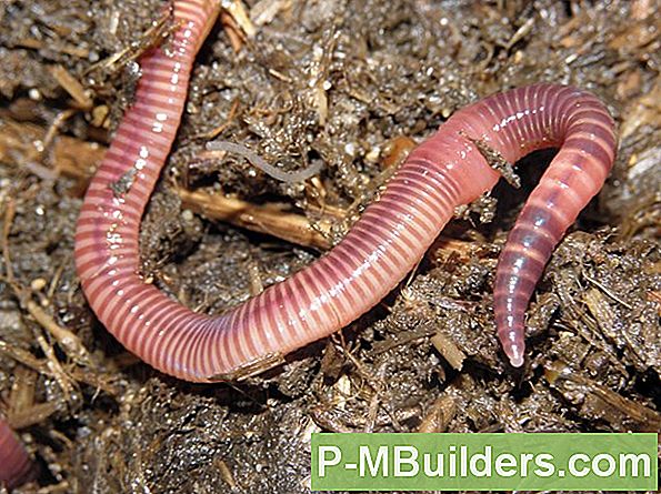 Vermicomposting: Samla Liquid Fertilizer And Worm Castings