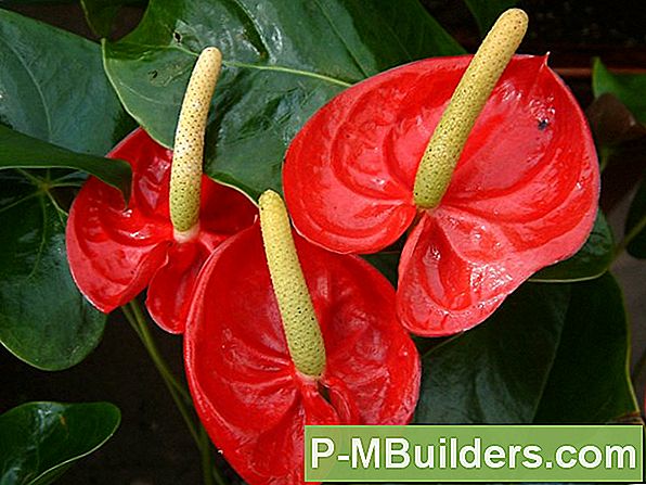 Basis Anthurium Feiten