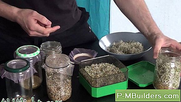 Hur Gro Artemisia Seeds