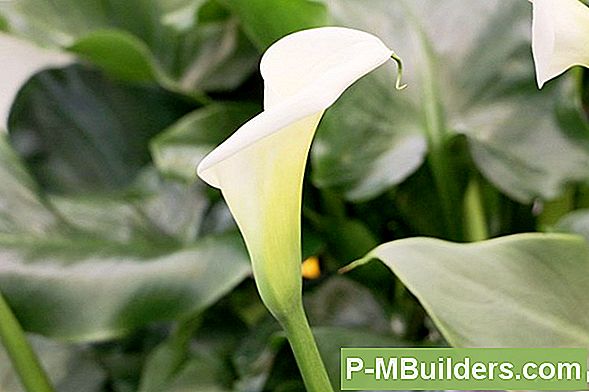 Krankheiten, Die Einen Yucca Schädigen