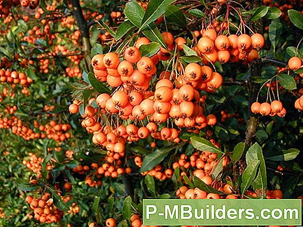 Verschiedene Sorten Von Holly Trees
