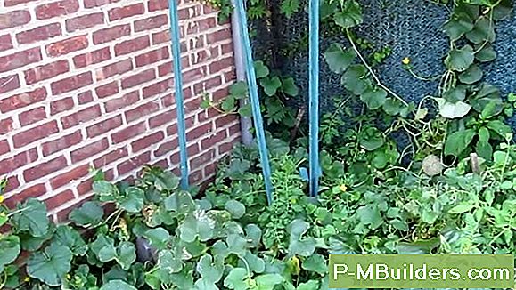 Cantaloupe Pflanzenpflegetipps