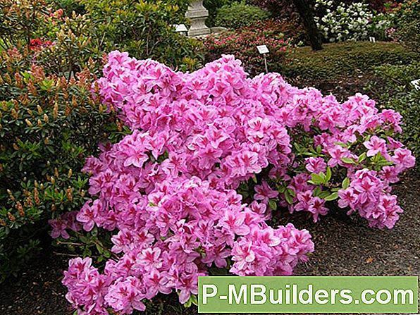 Azalea Pflegetipps