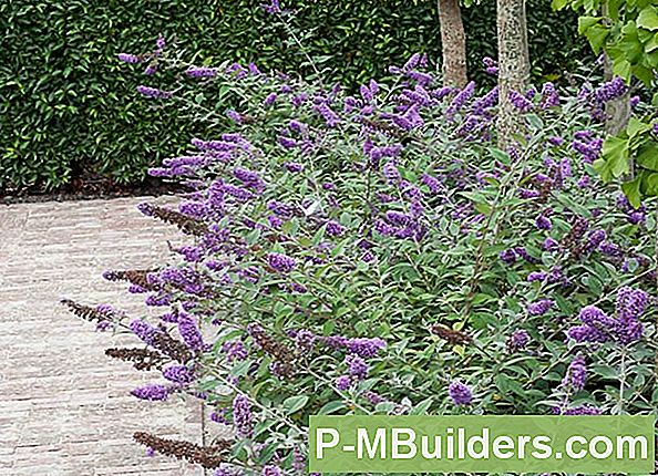 Butterfly Bush: Schnitt- Und Pflegetipps