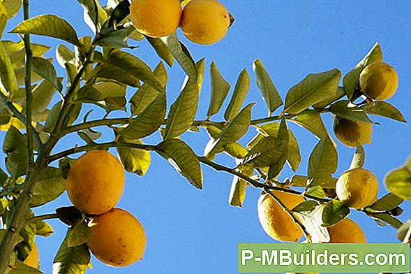Pflege Von Zitronenbäumen (Citrus Limon)
