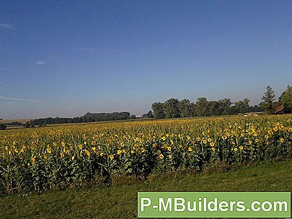 Pflege Ihrer Sonnenblumen