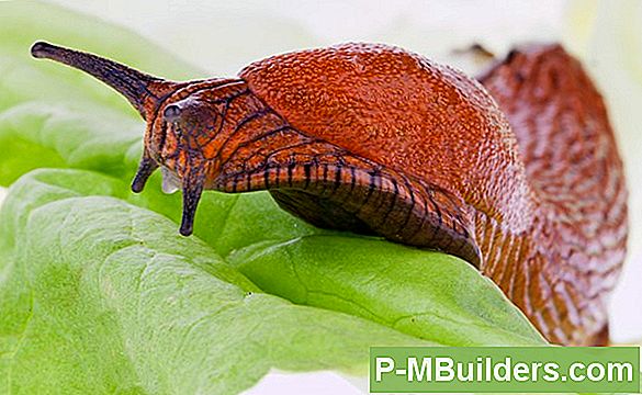 Umgang Mit Schnecken In Ihrem Kompostbehälter
